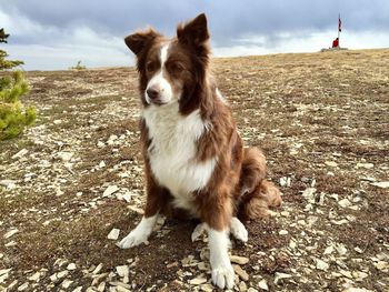 Dog on field against sky