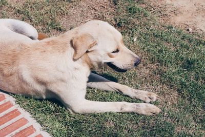 Puppy sitting on grass