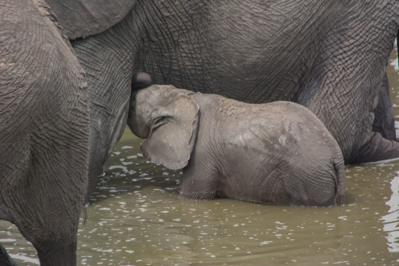 VIEW OF ELEPHANT DRINKING WATER FROM