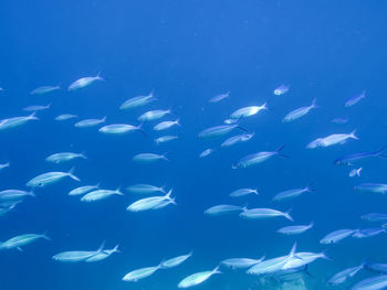 Fishes swimming in sea