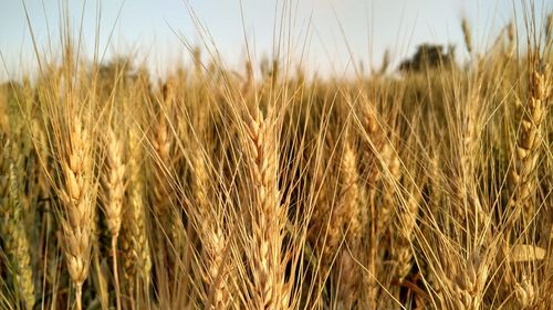 Close-up of wheat plants in field