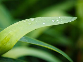 Close-up of wet leaf