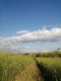 Scenic view of field against sky