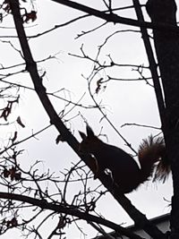 Low angle view of silhouette bird on branch