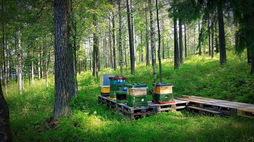 Bee by trees in forest