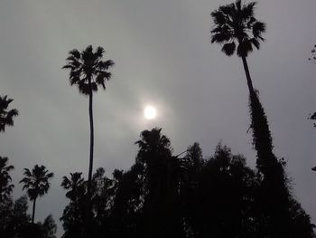 Low angle view of silhouette palm trees against sky