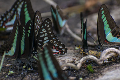 Close-up of butterfly on plants