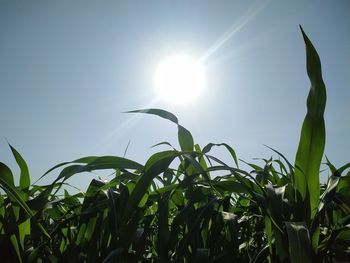 Low angle view of plants against sky on sunny day
