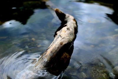 View of an animal in pond