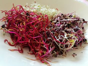 Close-up of vegetables in plate