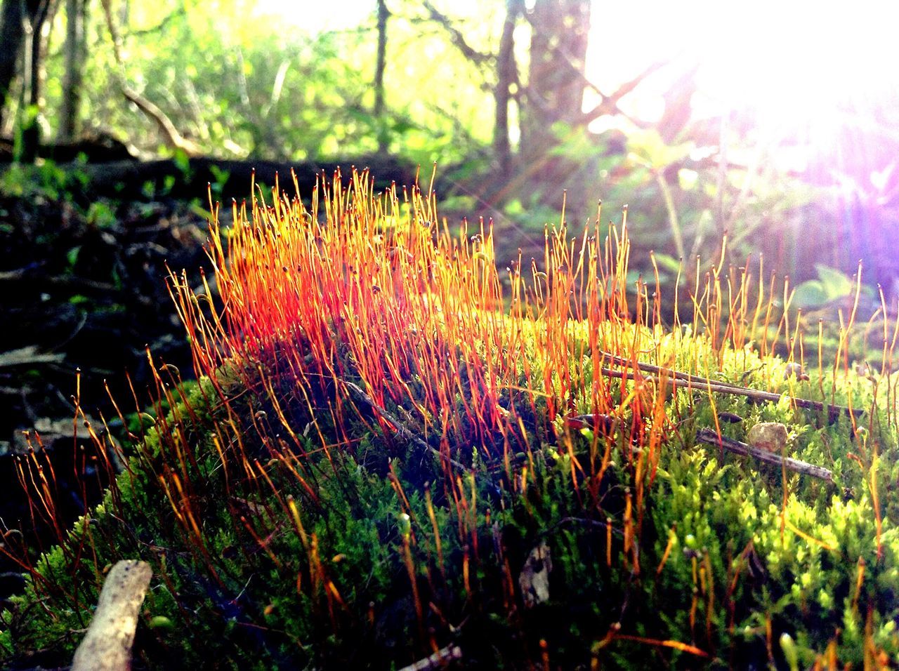 Seeding moss