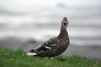 Close-up of bird