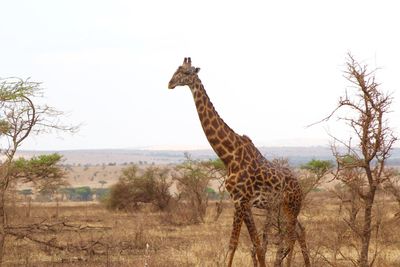 Giraffe standing on shore against clear sky