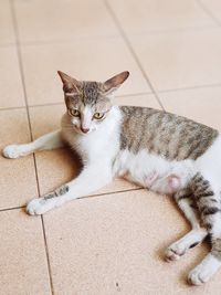 High angle view of cat lying down on tiled floor