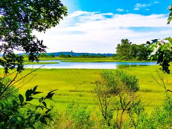 Scenic view of field against sky