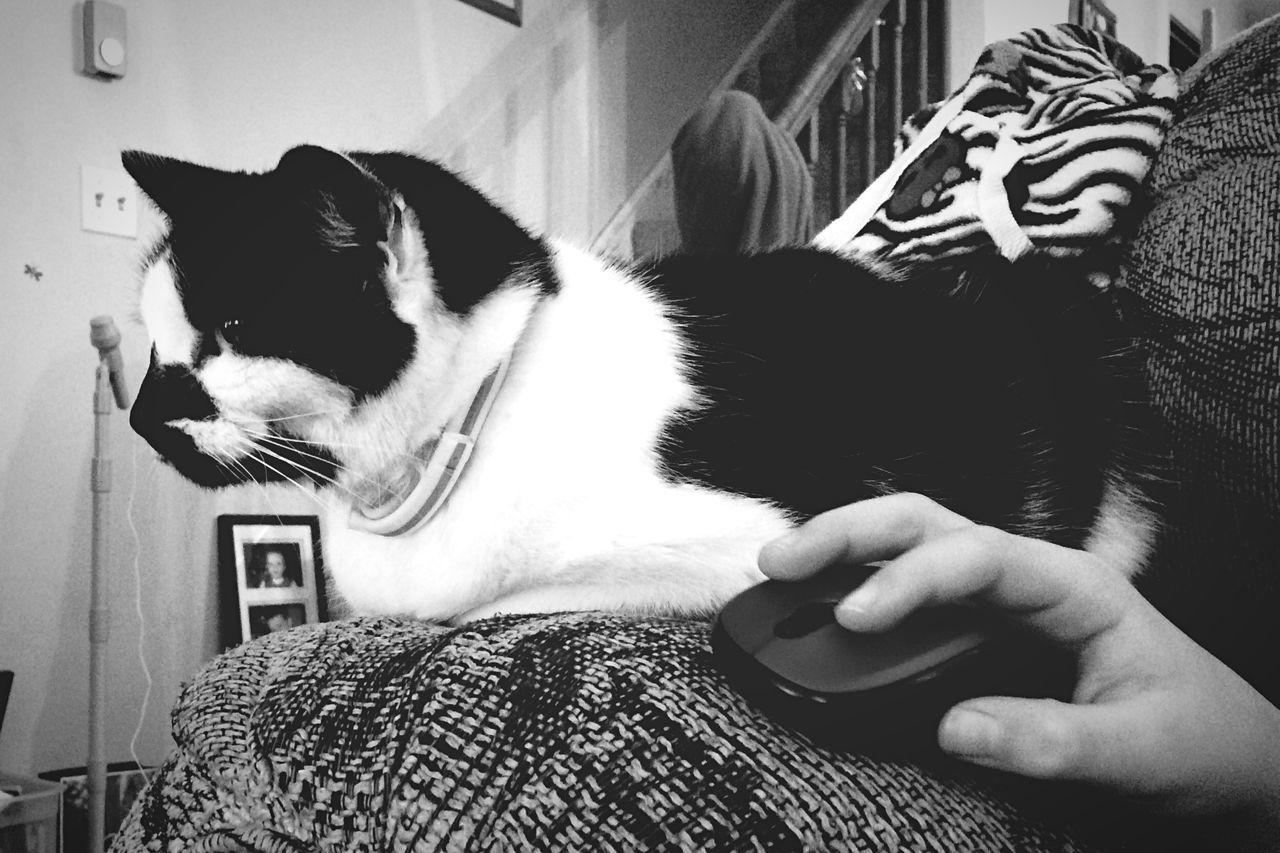 CAT SITTING ON SOFA