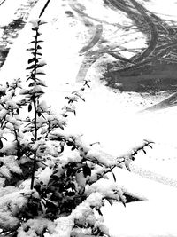 Snow covered plants and trees during winter