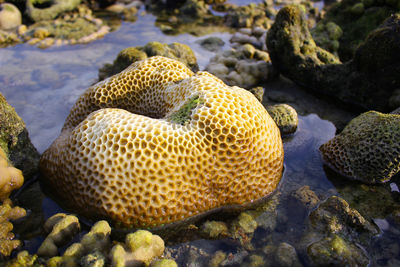 Close-up of turtle in sea