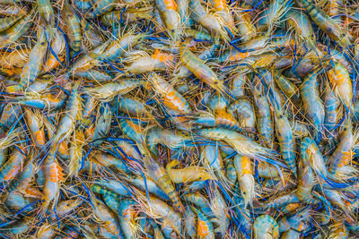 Full frame shot of fish in net