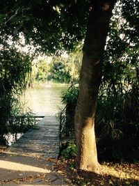 Scenic view of trees by river