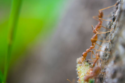 Close-up of insect on plant