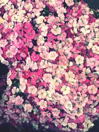 Full frame shot of pink flowers