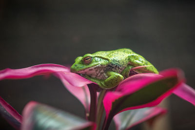 Close-up of frog on flower