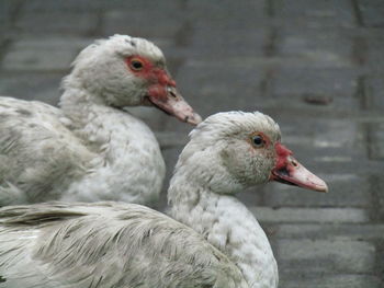 Close-up of duck