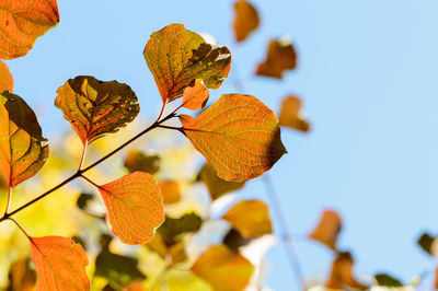 Low angle view of autumn leaves against clear sky