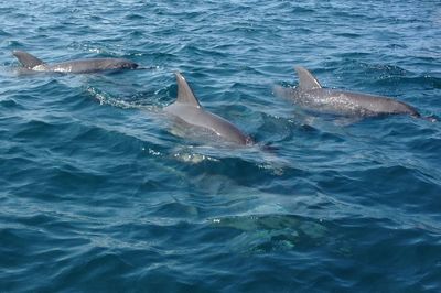 View of swimming in sea