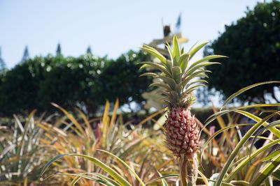 Close-up of plant growing on field