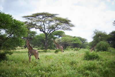 Giraffes standing in a field