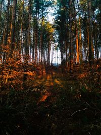 Trees in forest