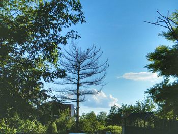 Low angle view of trees against blue sky