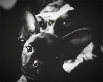 Close-up portrait of dog