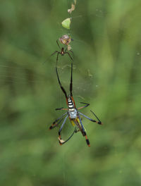 Close-up of spider on web