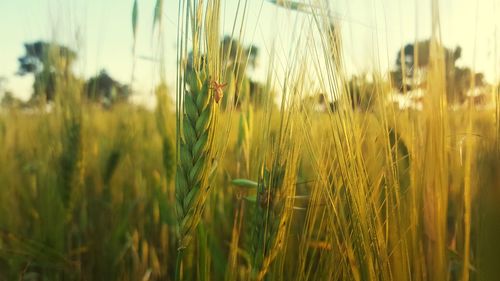 Close-up of stalks in field against the sky