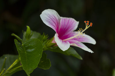 Close-up of bee on flower blooming outdoors