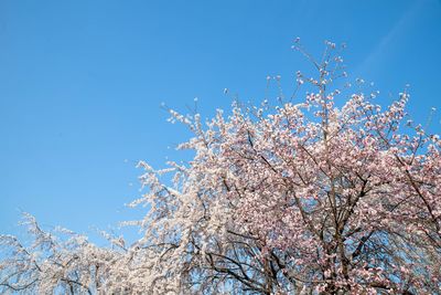 Low angle view of cherry blossoms against blue sky
