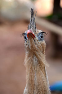 Close-up of a bird