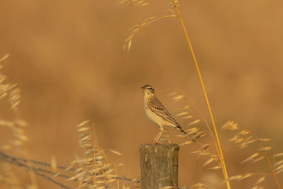 Close-up of bird perching on a plant
