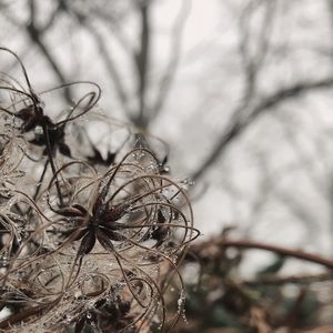 Close-up of bare tree