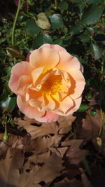 Close-up of rose plant
