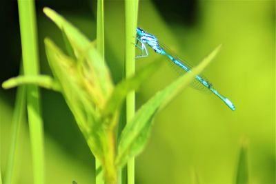 Close-up of damselfly on plant