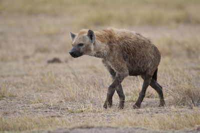 Side view of camel on field