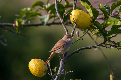 Close-up of bird perching on lemon tree