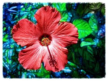 Close-up of red flower