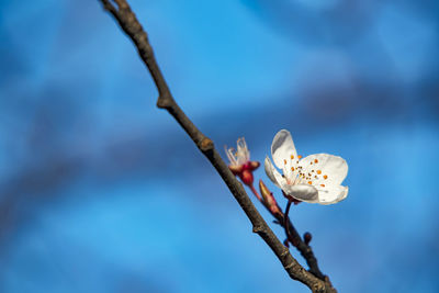 Low angle view of cherry blossoms in spring