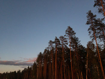 Low angle view of pine trees against sky during winter