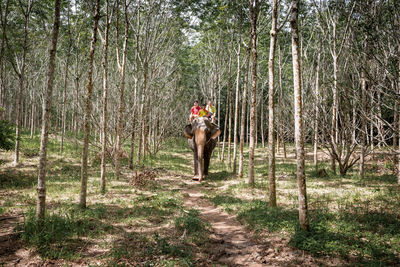 Full length of person on road amidst trees in forest